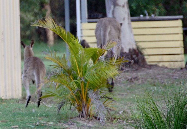 animaux kangourou6