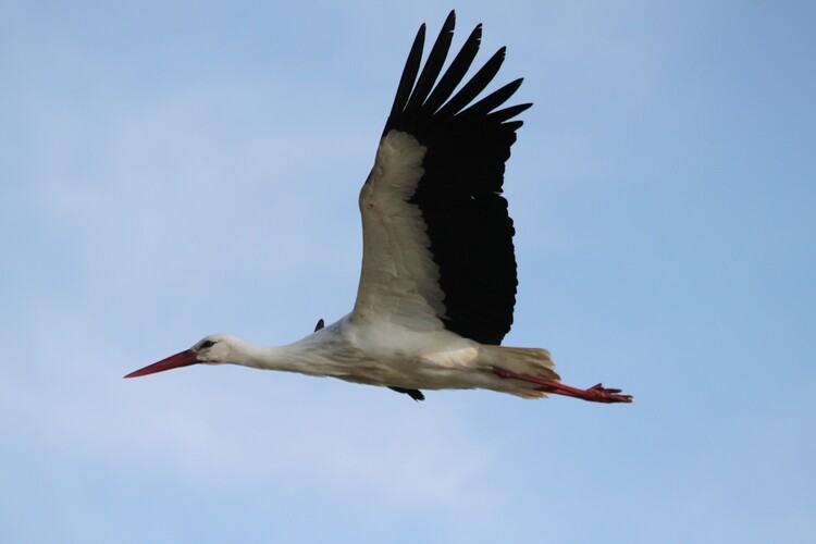 LES CIGOGNES DU MARAIS - HIERS-BROUAGE   CHARENTE-MARITIME