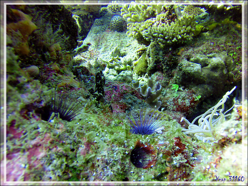 Un petit jardin corallien et ses oursins dont un bleu (jamais observé de moi) - Nosy Mitsio - Madagascar