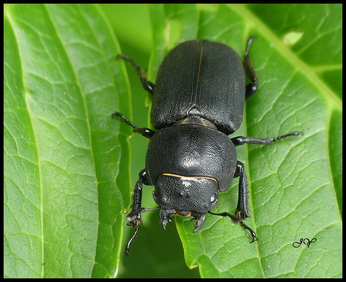 Dorcus parallelipipedus.