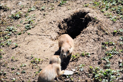 Photo de chiens de prairie au parc de Branféré