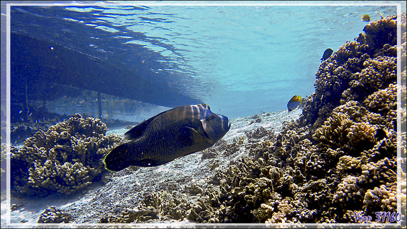 Napoléon ou Labre géant, Humphead wrasse or Napoleon wrasse (Cheilinus undulatus) - Passe Tumakohua (passe sud) - Atoll de Fakarava - Tuamotu - Polynésie française