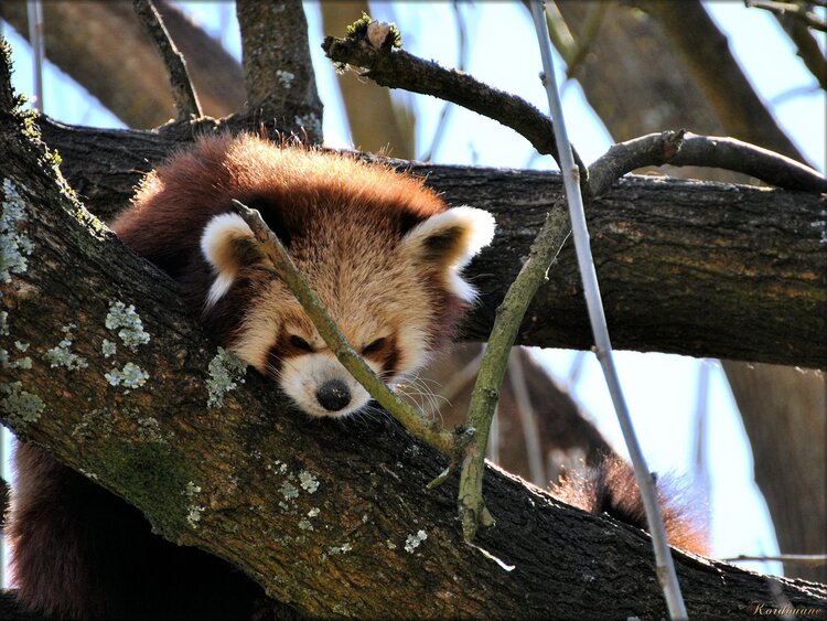 Photo de Maurice : mâle panda roux