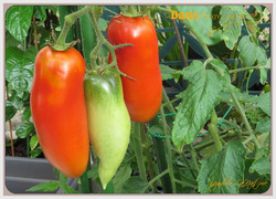 Tomate : mes variétés