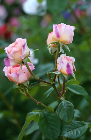 Eclosion d'une rose : Délicieuse Gourmandise