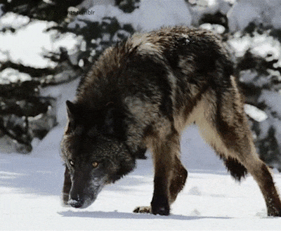 loup noir | Tumblr