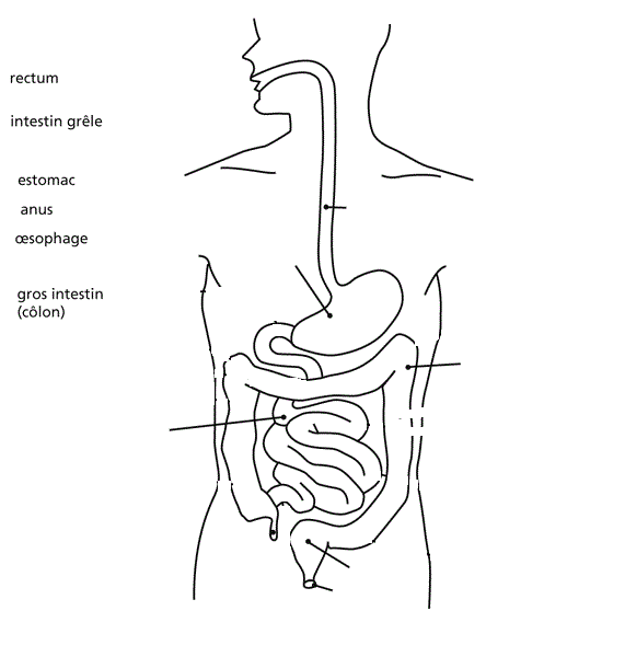 La digestion (séquence CM1) – Gomme & Gribouillages