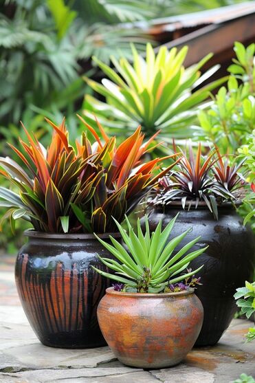 Les plantes succulentes