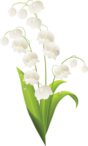 Épinglé sur bellissimi fiori bianchi