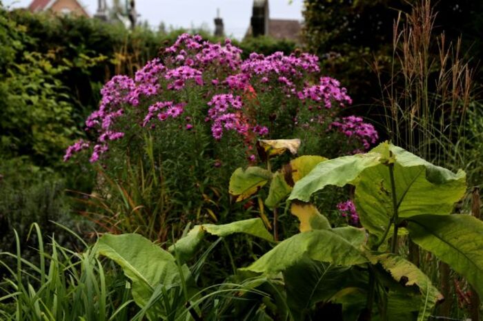 Au paradis des asters