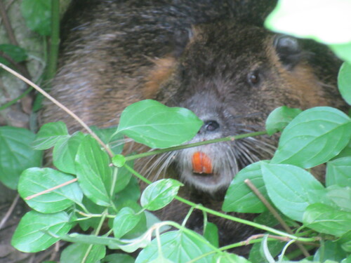 c'était hier dans mon jardin