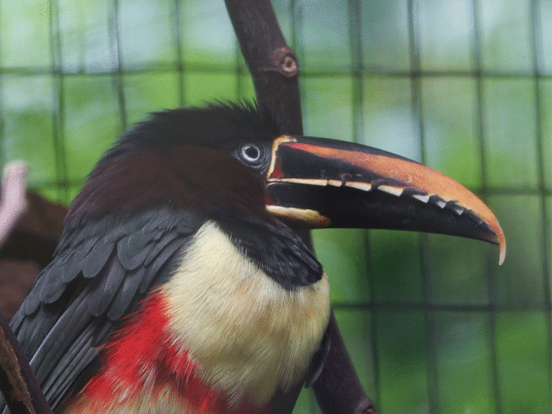 Araçari à oreillons roux, Chestnut-eared Aracari (Pteroglossus castanotis) - Parque das Aves - Foz do Iguaçu - Brésil