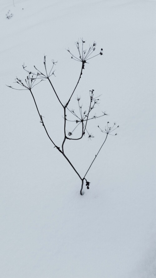 La première neige...