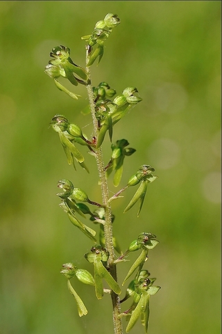 Neottia ovata - Grande Listère 