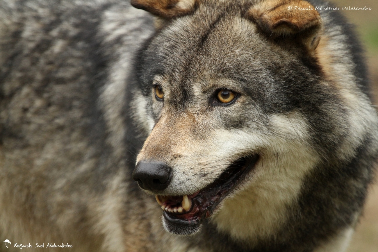 Loup gris - Canis lupus Linnaeus 1758
