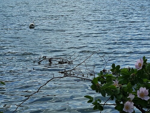 Beaucoup de cygnes sur le lac