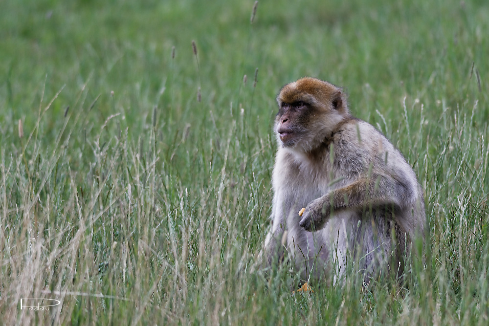 Macaque Berbère