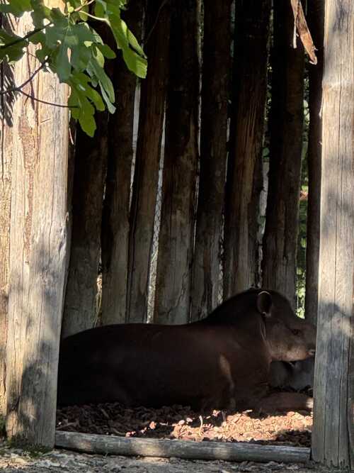 Zoo de vincennes  - divers - 