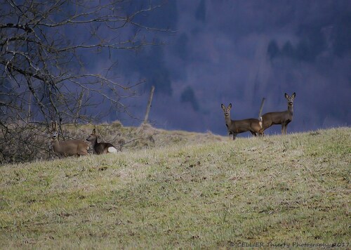 Une approche fructueuse - Un mâle et ses trois compagnes - Chevreuils - Saint-jean de chevelu - Savoie - Février 2017