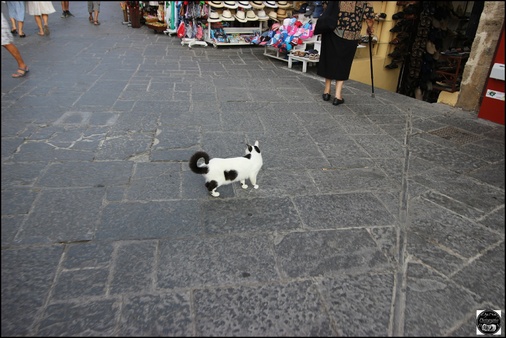 Le chat en Grèce