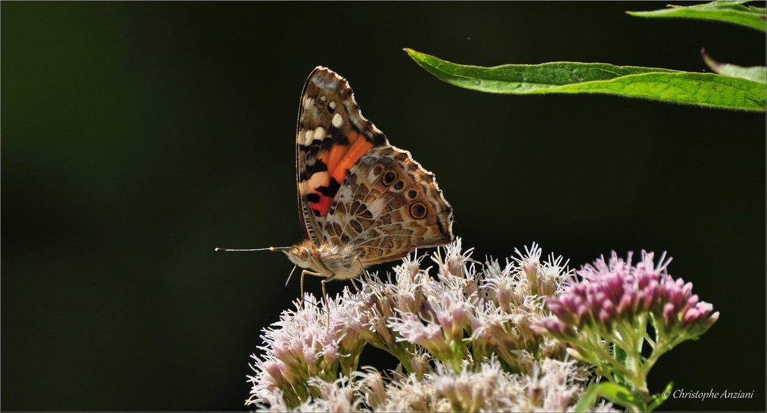 Belle-dame - cynthia cardui