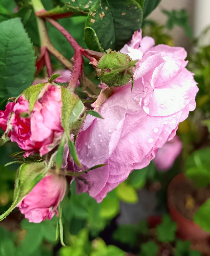 La saison des roses fripées est revenue - mai 2023...