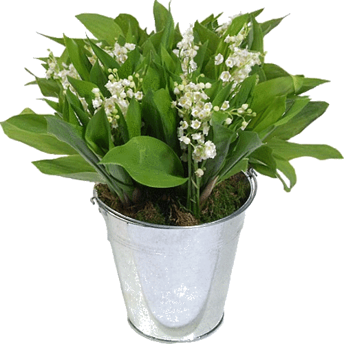 muguet du 1 mai !   2