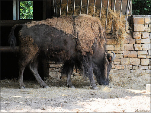 Photo Bison d'Amérique du Zoo de la Palmyre