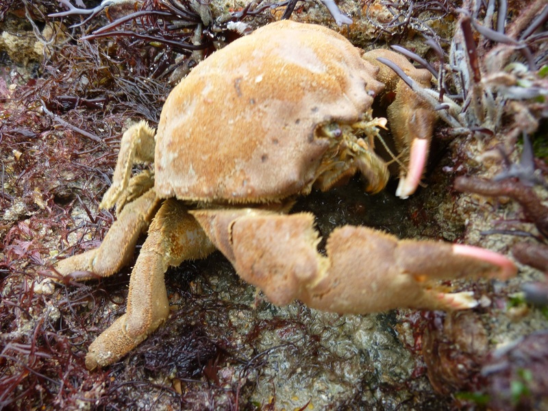 crabe des Philippines arrivé en Normandie accroché sous les bateaux