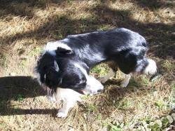GIPSY - Border collie (2 ans)