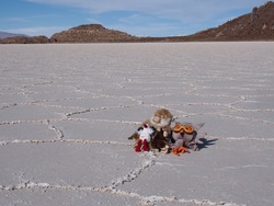 Nos mascotes en plein désert de sel