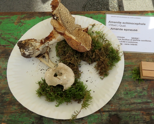 La Société Mycologique du Châtillonnais était présente à la fête "Pierre et Terroirs" de Colmier le Haut