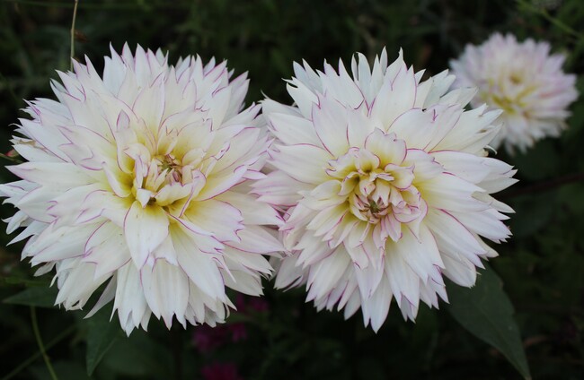 Dahlia Crazy Love