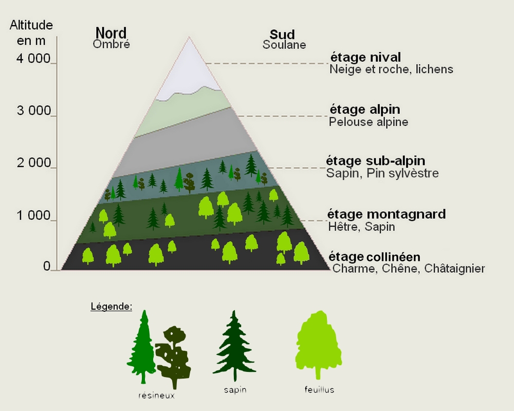 Etagement de la végétation en montagne | La maison d&#39;alzaz ou le blog de  l&#39;écologie