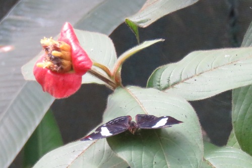 Une fleur étrange au Costa Rica 