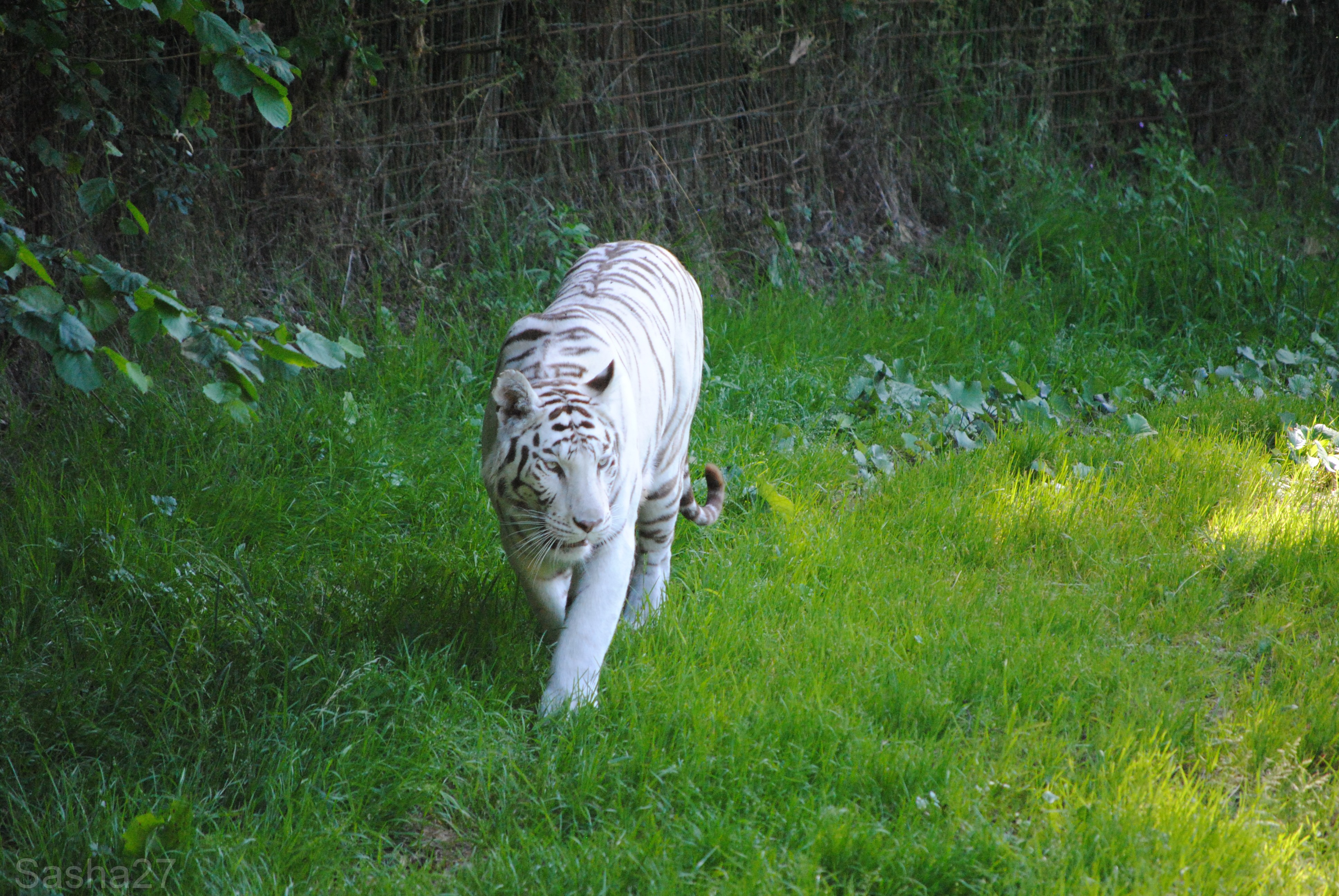 animal de la semaine} Le Tigre Blanc du Bengale. - Protégeons la Nature