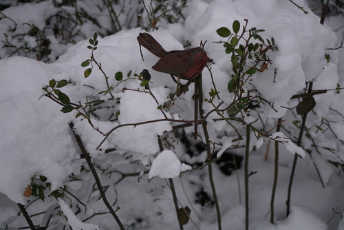 Le jardin en noir et blanc (2)