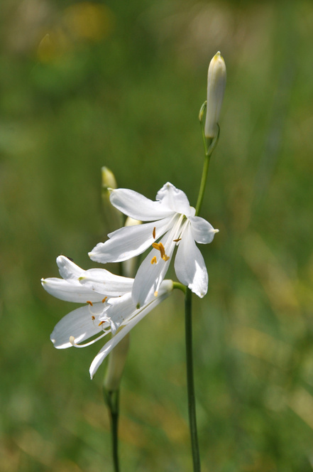 lys de saint-Bruno