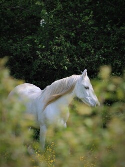 Cheval blanc