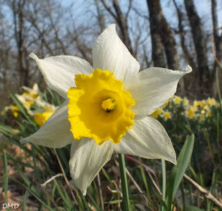 Narcissus pseudonarcissus - jonquille