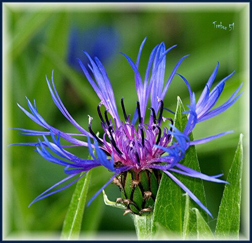 Même sous la pluie, les bleuets nous donne un peu de la couleur qui manque à notre ciel....