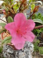 Identification par les fleurs !