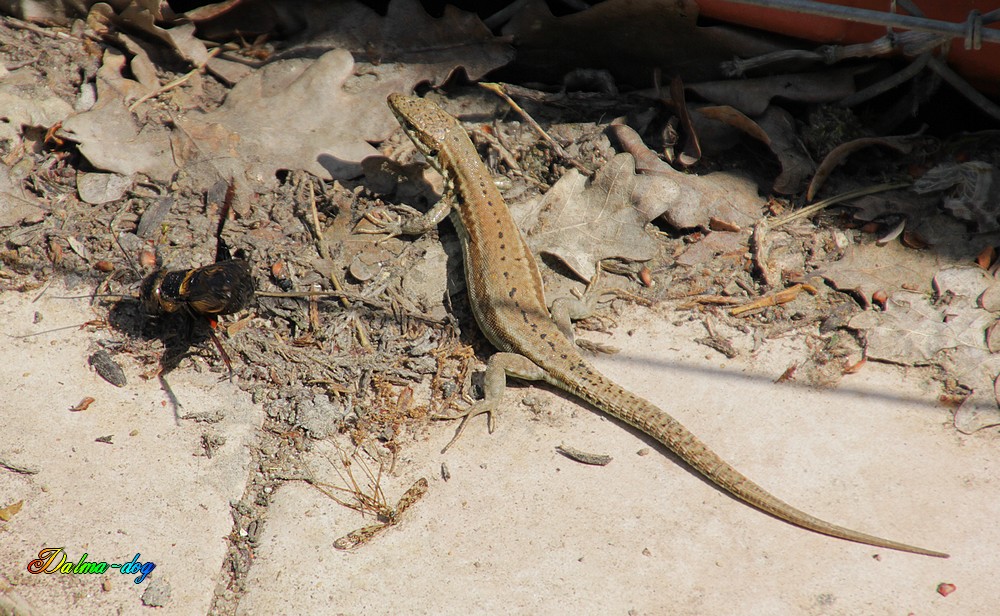 lézard