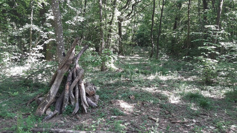 Foret De Haye, Lorraine EN MAI