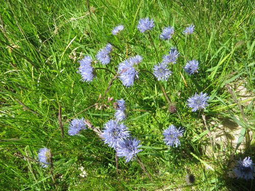 Fleurs bleues