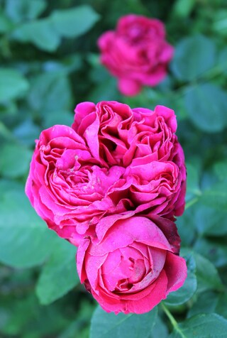 rose rouge Eric Tabarly de Meilland