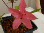 Identification par les fleurs !