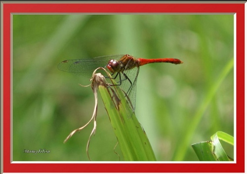 LA LIBELLULE ROUGE