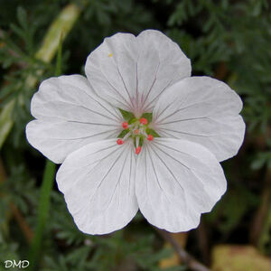 Erodium foetidum - érodium fétide