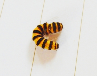  Insecta - Lépidoptère - Arctiidae - Tyria Jacobaeae - L'écaille du Séneçon ou Goutte de sang